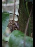 Owls Eye Butterfly 2020